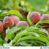 دانلود جزوات آموزشی کشاورزی / مدیریت باغات درختان میوه هلو و شلیل 10