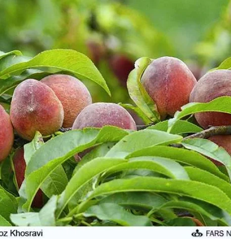 دانلود جزوات آموزشی کشاورزی / مدیریت باغات درختان میوه هلو و شلیل 8