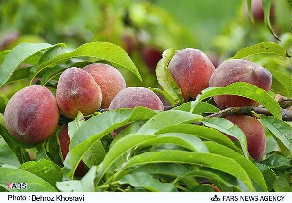 دانلود جزوات آموزشی کشاورزی / مدیریت باغات درختان میوه هلو و شلیل 1